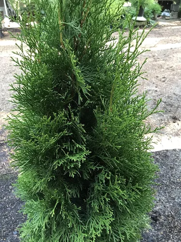 Vista 4 de Thuja Occidentalis Arborvitae verde esmeralda, planta arbustiva de hoja perenne, 3 galones, 18-24 pulgadas