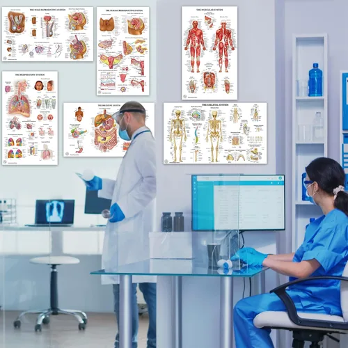 Vista 7 de 11 pósteres de anatomía humana - Carteles médicos, esqueléticos, masculinos femeninos, musculares, circulatorios, linfáticos, reproductivos