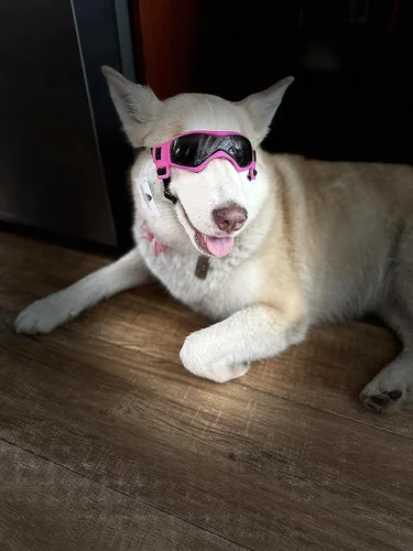Vista 2 de Gafas de protección UV para perros pequeños y medianos, impermeables, resistentes al viento, para senderismo, ciclismo al aire libre (rosa)