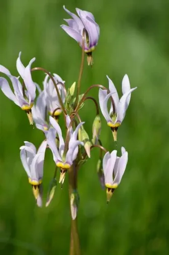 Vista 3 de Semillas de flores Midland Shooting Star para plantar (50 semillas) - Dodecatheon meadia