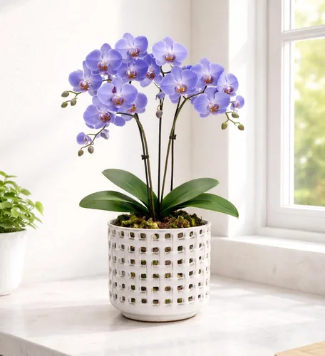 Vista 6 de D'vine Dev Orchid Pot, Clear Pot & Saucer, Smoked White, 6.7 in, 28-A-Y-1 Blanco ahumado