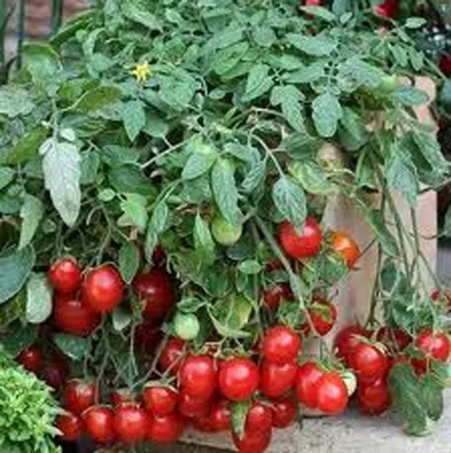 Vista 3 de Tomate, semillas de tomate cherry grandes dulces, reliquia, 100 semillas, sabroso, ideal para ensaladas