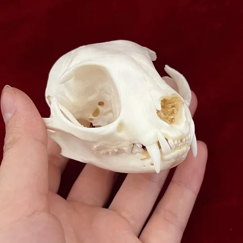 Vista 3 de Calaveras de animales reales en taxidermia, espécimen de huesos reales, suministros de taxidermia para educación científica, regalo especial