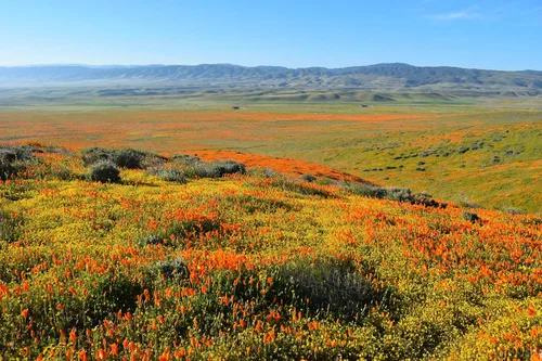 Vista 9 de California Poppy Kit de cultivo de semillas de flores The Jonsteen Company