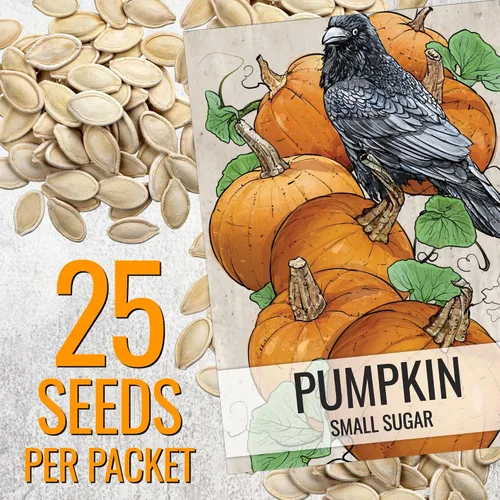 Vista 3 de Seed Needs Semillas de calabaza para plantar calabazas pequeñas de tarta de azúcar, semillas de verduras sin OMG y sin tratar para plantar un huerto