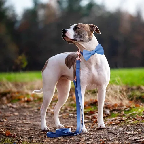 Vista 8 de Collar de cuero suave para perro, ajustable, lindo collar de pajarita [fácil de limpiar] con elegante hebilla de metal resistente de oro rosa