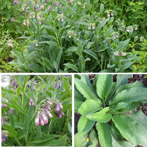 Vista 3 de True Comfrey 50 Semillas (Symphytum officinale) Sin OGM, Herencia