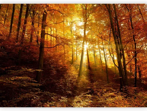 Vista 69 de artgeist Mural de pared premium Bosque púrpura, 79 x 55 pulgadas, papel tapiz no tejido, decoración de pared de vellón, impresión fotográfica