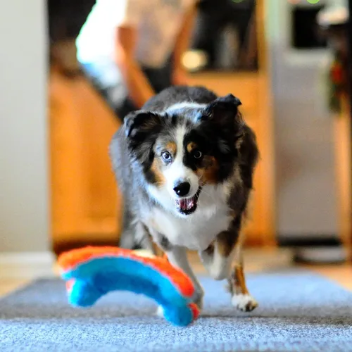 Vista 7 de Chuckit! ¡Tíralo! Juguete de perro ardilla interior Juguete interactivo para perros para aburrimiento y juego de búsqueda en interiores con diseño