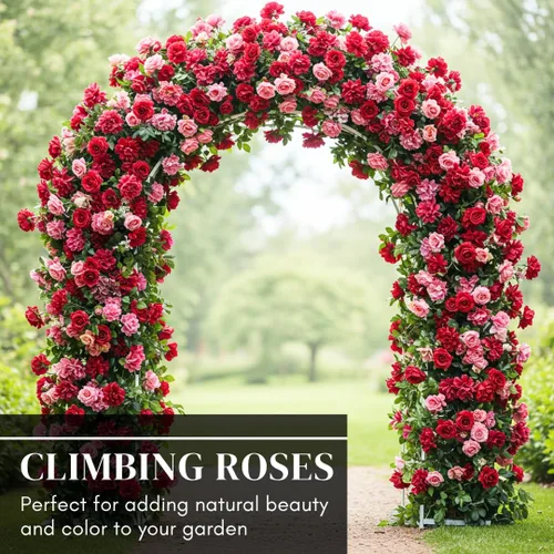 Vista 5 de Semillas de vid de rosas trepadoras, más de 30 semillas para plantar, hermosas flores, ideales para enrejados, cercas y paredes de jardín, semillas