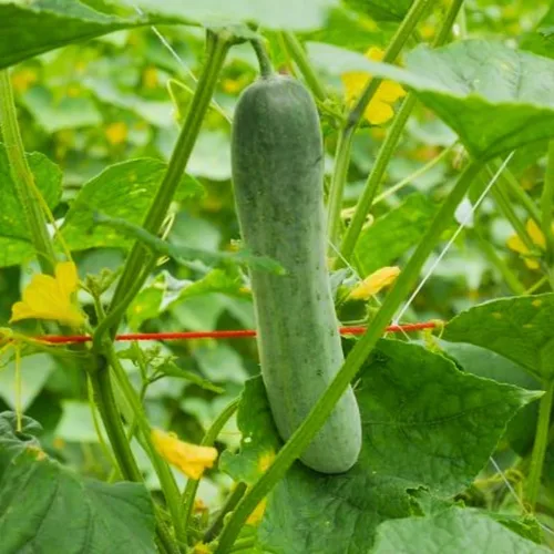 Vista 2 de Juego de 2 plantas de pepino vivo para plantar, plantas de pepino verde vivas para plantar, plantas vegetales, maceta de 4 pulgadas