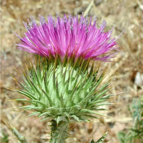 Vista 7 de Cardo Escocés (Onopordon acanthium) - Cultiva ahora o almacena para futuras plantaciones - Cápsula de 30 semillas