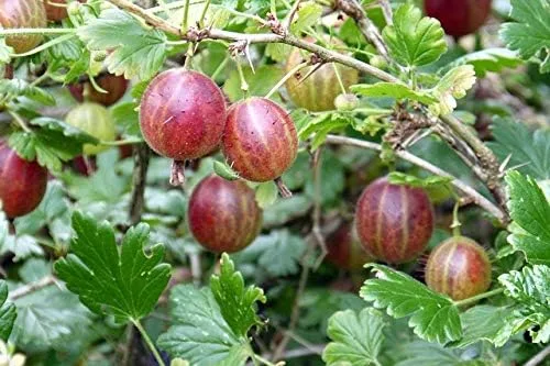 Vista 3 de Grosella espinosa, 'RED (2PLANT/Raíz) ¡Cultiva tu propia fruta fresca!