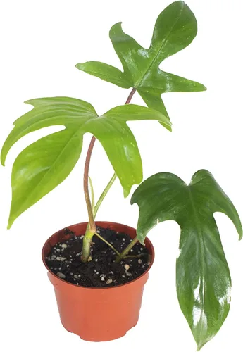 Vista 12 de Philodendron Bipennifolium Aurea - Maceta de 4" de California Tropicals
