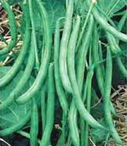 Vista 2 de Burpee - Frijol verde sin hebras, paquete de 25 semillas, sin OMG, una estrella culinaria, las vainas son deliciosas en muchos alimentos. - Country
