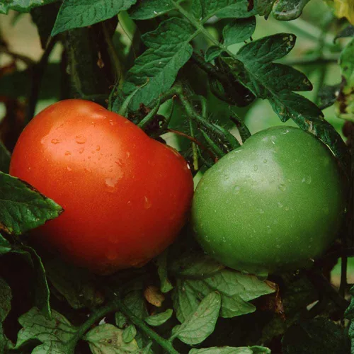 Vista 2 de Semillas de tomate Better Boy, 100 unidades ¡Cultiva el tomate clásico Better Boy en tu propio jardín! Estas plantas de tomate indeterminadas