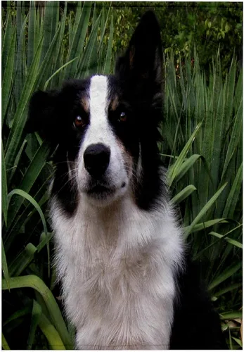 Vista 7 de 3dRose Border Collie 2 22x30 Bath Hand Pool Towel