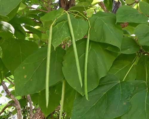 Vista 3 de Catalpa - Semillas de árbol para plantar, 100 semillas para cultivar, flores impresionantes, hojas grandes y vainas de semillas similares a frijoles