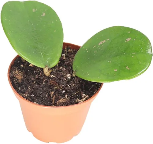 Vista 5 de Hoya - Cuerda hindú abigarrada, variedad rara, 2.5 pulgadas de California Tropicals