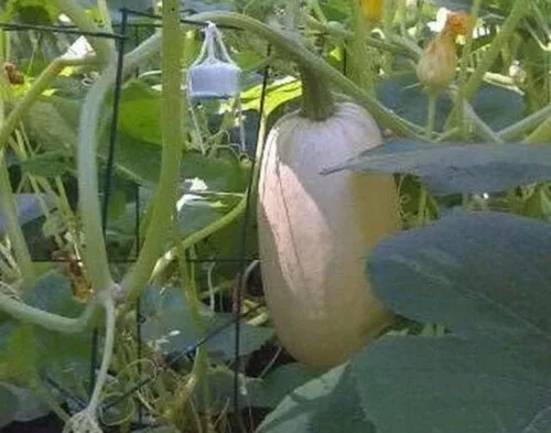 Vista 2 de 100 semillas de calabaza de invierno de espagueti, reliquia, sin OMG, semillas siempre frescas. Semillas de siembra para huerto doméstico