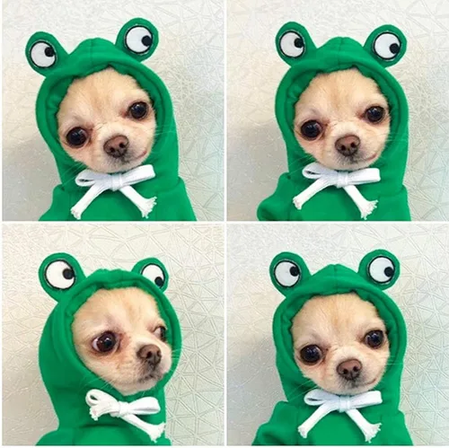Vista 10 de Sudaderas con capucha para perro, ropa de rana para mascotas, suéter cálido de invierno, abrigo, ropa para perrito, ropa para cachorros, disfraz