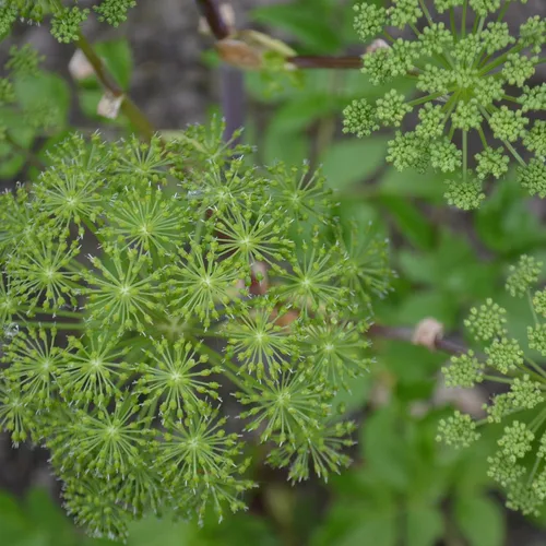 Vista 2 de Angelica (Angelica archangelica) - Cultiva ahora o almacena para futuras plantaciones - Cápsula de 30 semillas