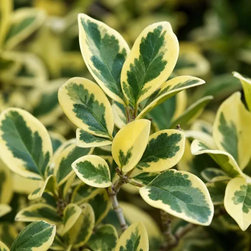 Vista 3 de Ligustrum Japonicum Jack Frost Privet - 3 plantas vivas - Seto de hoja perenne abigarrado