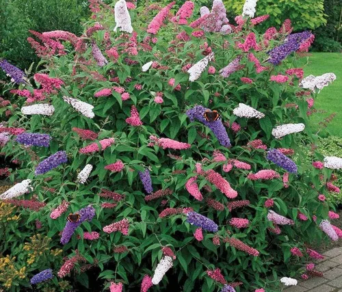 Vista 2 de Semillas Flores Mariposa Arbusto Mix Anual - 1000 Semillas