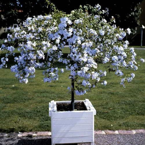 Vista 6 de 4 plantas vivas de plumbago azul, arbusto floreciente, 4-7 pulgadas de alto