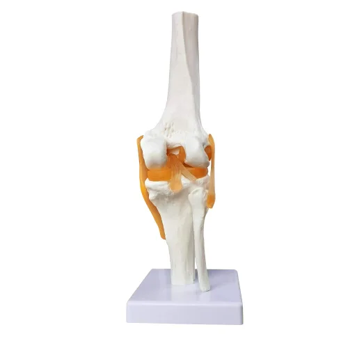 Vista 2 de EVOTECH SCIENTIFIC - Modelo de articulación de rodilla funcional humana con ligamento, tamaño real