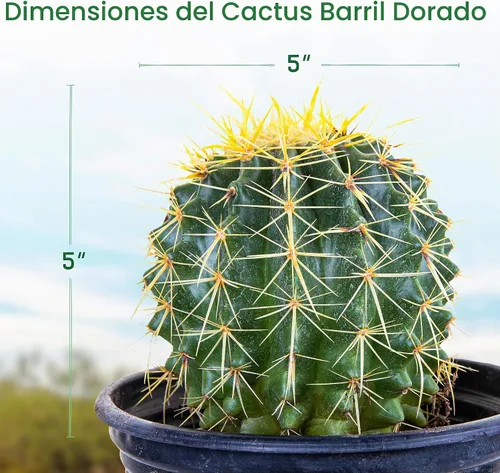 Vista 2 de Cactus Outlet- Planta de Cactus Barril Dorado - Plantas de Cactus Vivas - Plantas de Cactus Barril Vivas - 1 Galón - Plantas de Cactus Barril Listas