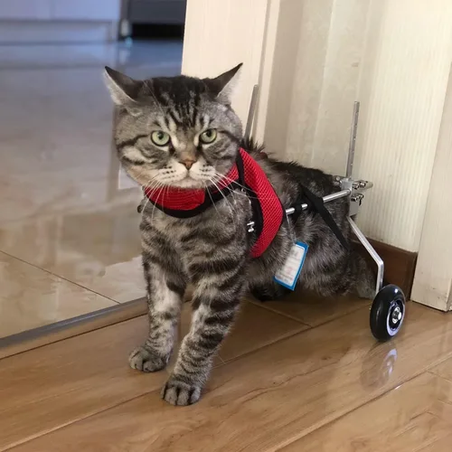 Vista 2 de Adjustable 2 Wheel Cat/Pet Wheelchair for Paralyzed Back Leg - Small Doggie Cart for Mobility Aid - Lightweight, Small, Medium & Large