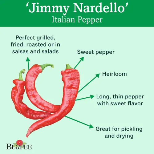 Vista 2 de Burpee Semillas de pimiento dulce de Jimmy Nardello 30 semillas