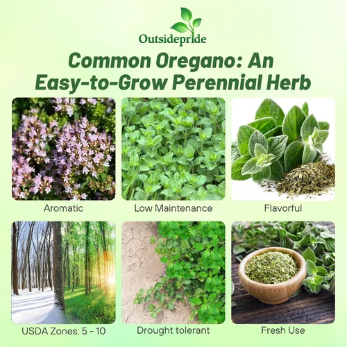 Vista 2 de Outsidepride Semillas de orégano comunes – 1/2 oz. Semillas de hierbas perennes, aromáticas fáciles de cultivar para uso culinario, sabrosos