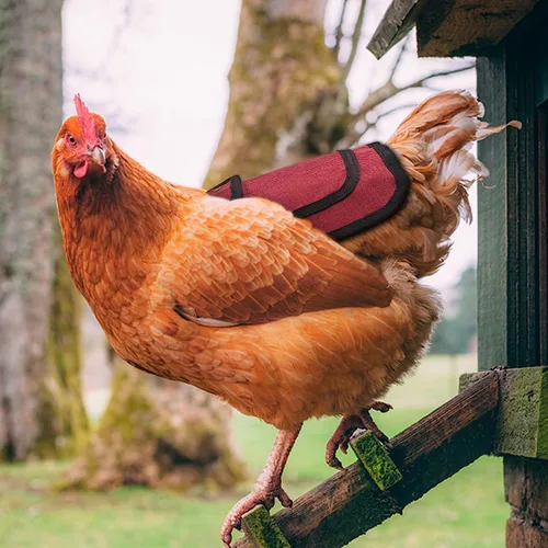 Vista 6 de Sillín de pollo prémium de 2 piezas con correa ajustable, protector de plumas para espalda y lados, delantal de gallina al aire libre