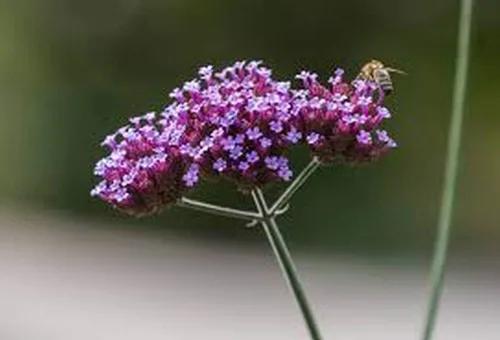 Vista 3 de Los racimos de flores lilas profundas son muy llamativos!!! Wow! (25 - Semillas)