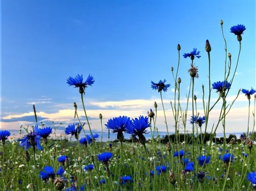 Vista 2 de 300 semillas de aciano azul para plantar botones de licenciatura, flor de Boutonniere sin OMG
