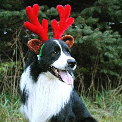 Vista 3 de Cuernos de reno de Navidad con orejas para grandes perros por Midlee