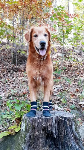 Vista 20 de Botas protectoras para patas de perro en neopreno, para todos los climas, con correas retráctiles en 5 tamaños., Negro