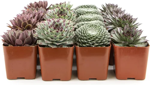 Vista 9 de Plantas suculentas 20 suculentas Sempervivum Enraizadas en macetas con tierra Plantas de interior reales Regalos o decoración de habitación