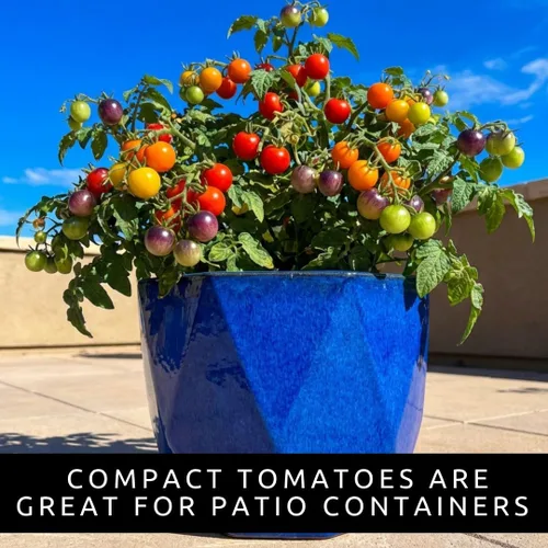 Vista 5 de Semillas de tomate cereza arcoíris para plantar, más de 100 semillas de reliquia, tomates pequeños multicolores, plantas aptas para contenedores