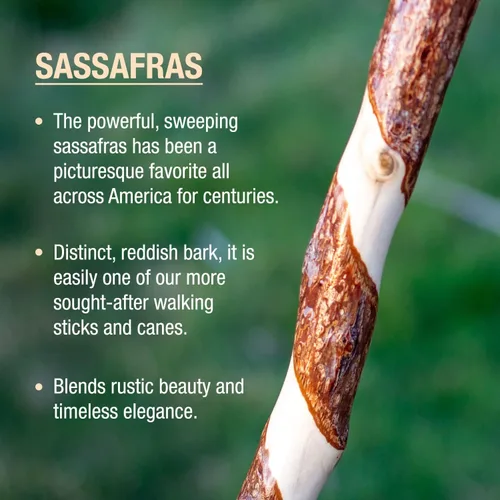 Vista 3 de Brazos Rustic Wood Walking Stick, Twisted Sassafras, Traditional Style Handle, for Men & Women, Made in The USA