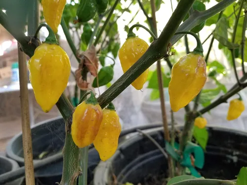Vista 2 de Pimiento Amarillo Puertorriqueño 10+ Semillas