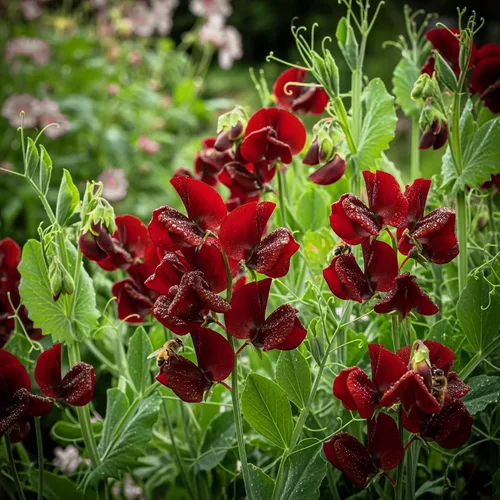 Vista 2 de 10 semillas de vid de flores Black Knight Sweet Pea Lathyrys Odoratus