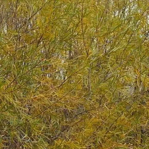 Vista 4 de Sandbar Willow Salix Exigua Coyote Willow 10 Esquejes M4