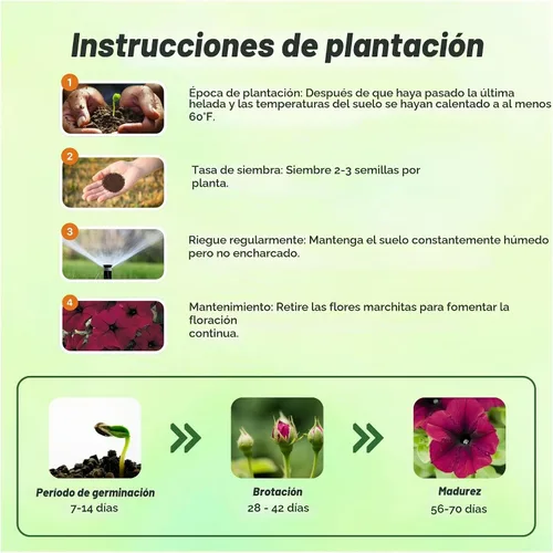 Vista 4 de Outsidepride Semillas de petunia de terciopelo burdeos Easy Wave – 15 unidades. Semillas de flores anuales, compactas y extendidas para plantar