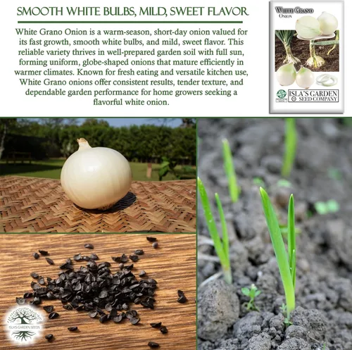 Vista 5 de Semillas de cebolla granada blanca (Allium cepa) – Más de 500 semillas de día corto sin OMG de Isla's Garden Seeds, bulbos suaves dulces