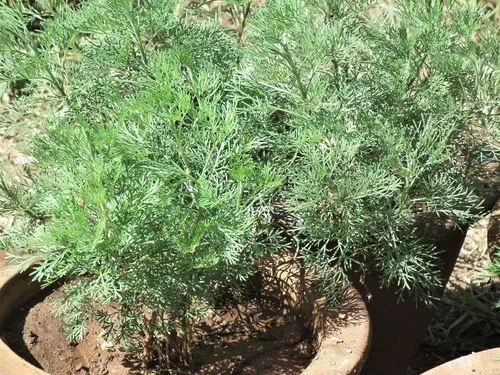 Vista 3 de Ajenjo Dulce Artemisia Annua Dulce Annie Artemisa Hierba Sagewort rasa1ca (1000 Semillas)