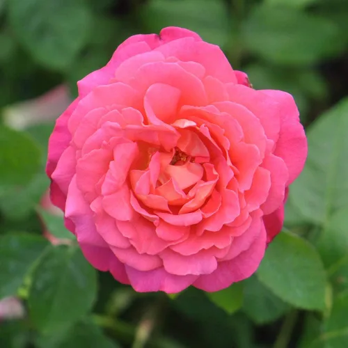 Vista 4 de Heirloom Roses Rose Plant - Star of The Nile™ Pink Rose Bush, planta viva arbusto para plantar al aire libre
