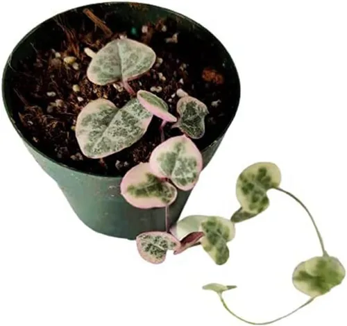 Vista 13 de Plantas de cactus suculentas vivas (2 pulgadas Opuntia Microdasy Golden Swirl Monstrose)